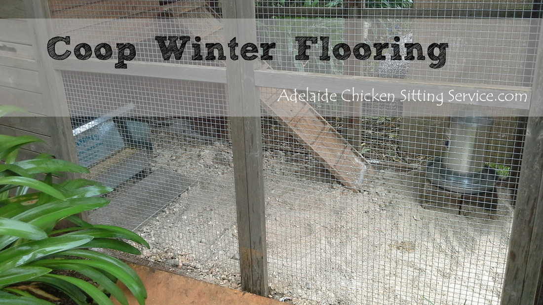 Blog - Adelaide Chicken Sitting Service